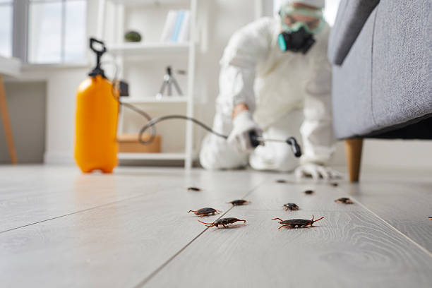 Commercial Kitchen Cockroach Control in Webb